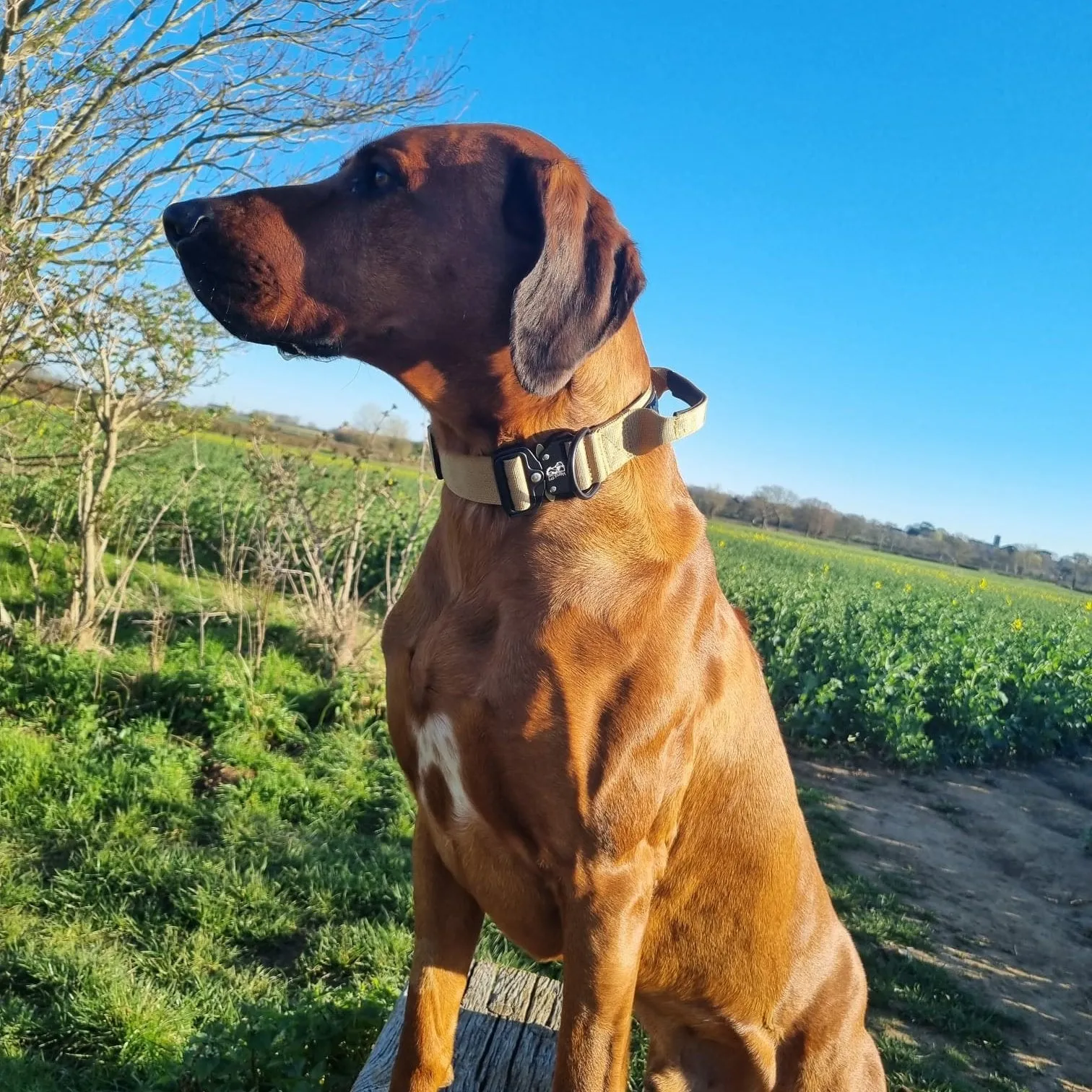 Mental K9 Combat Dog Collar