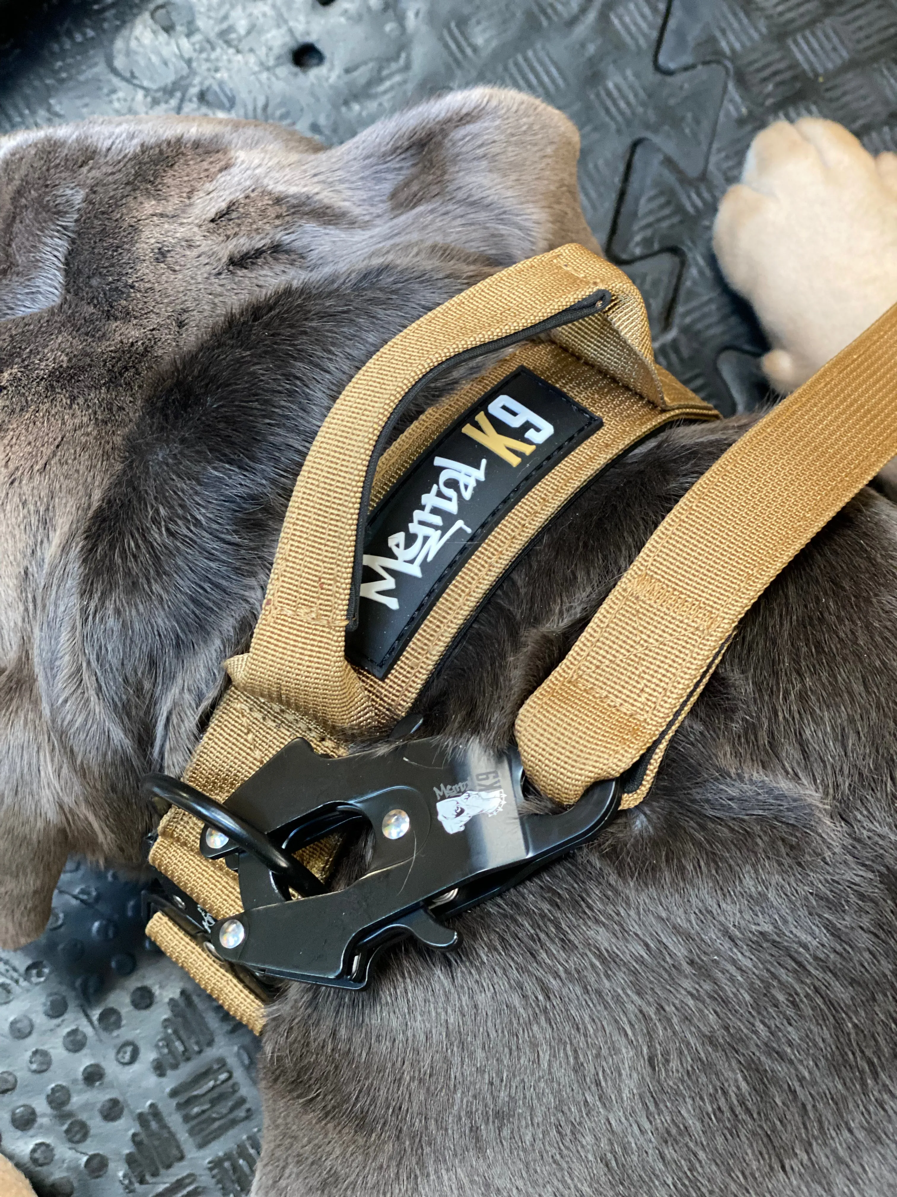 Mental K9 Combat Dog Collar
