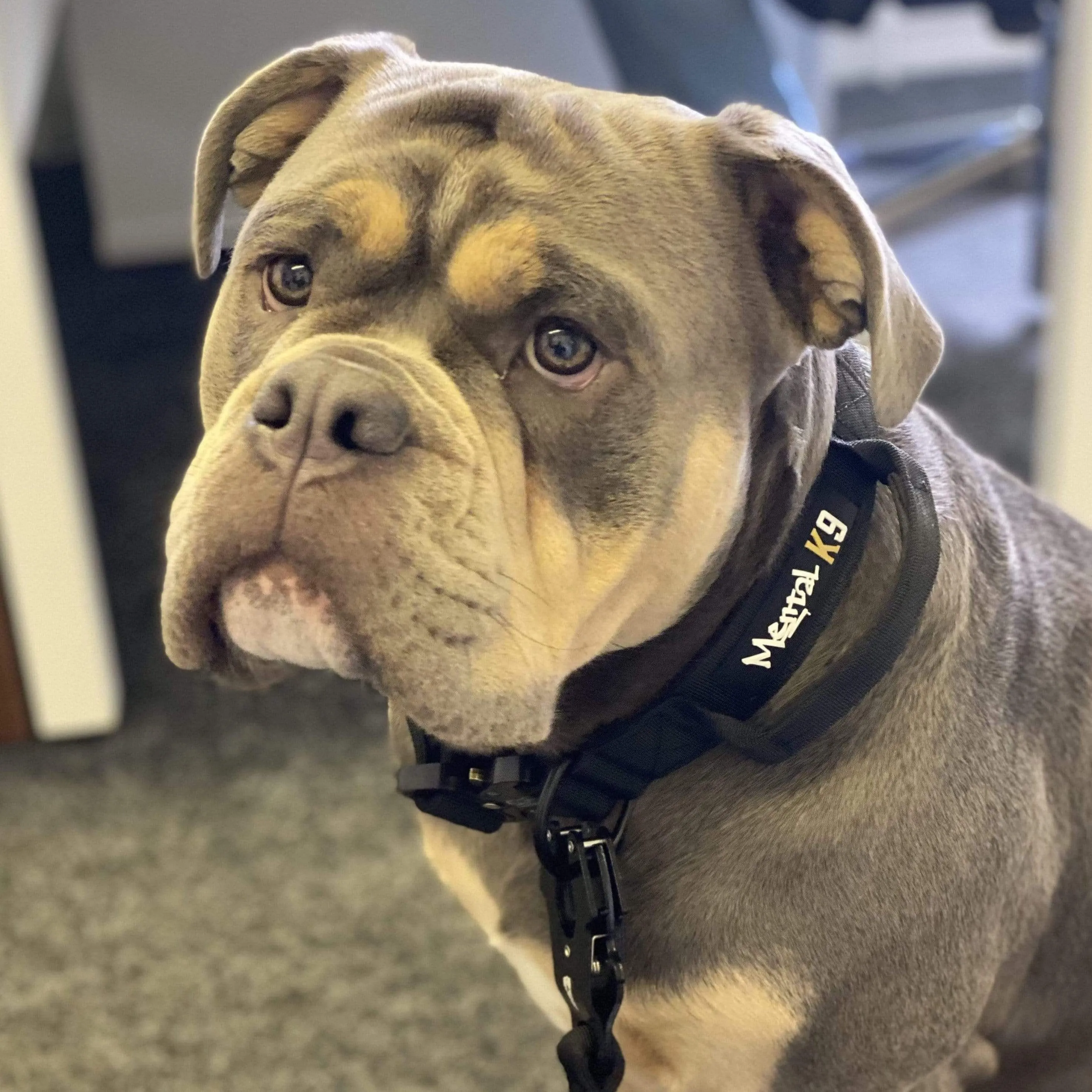 Mental K9 Combat Dog Collar