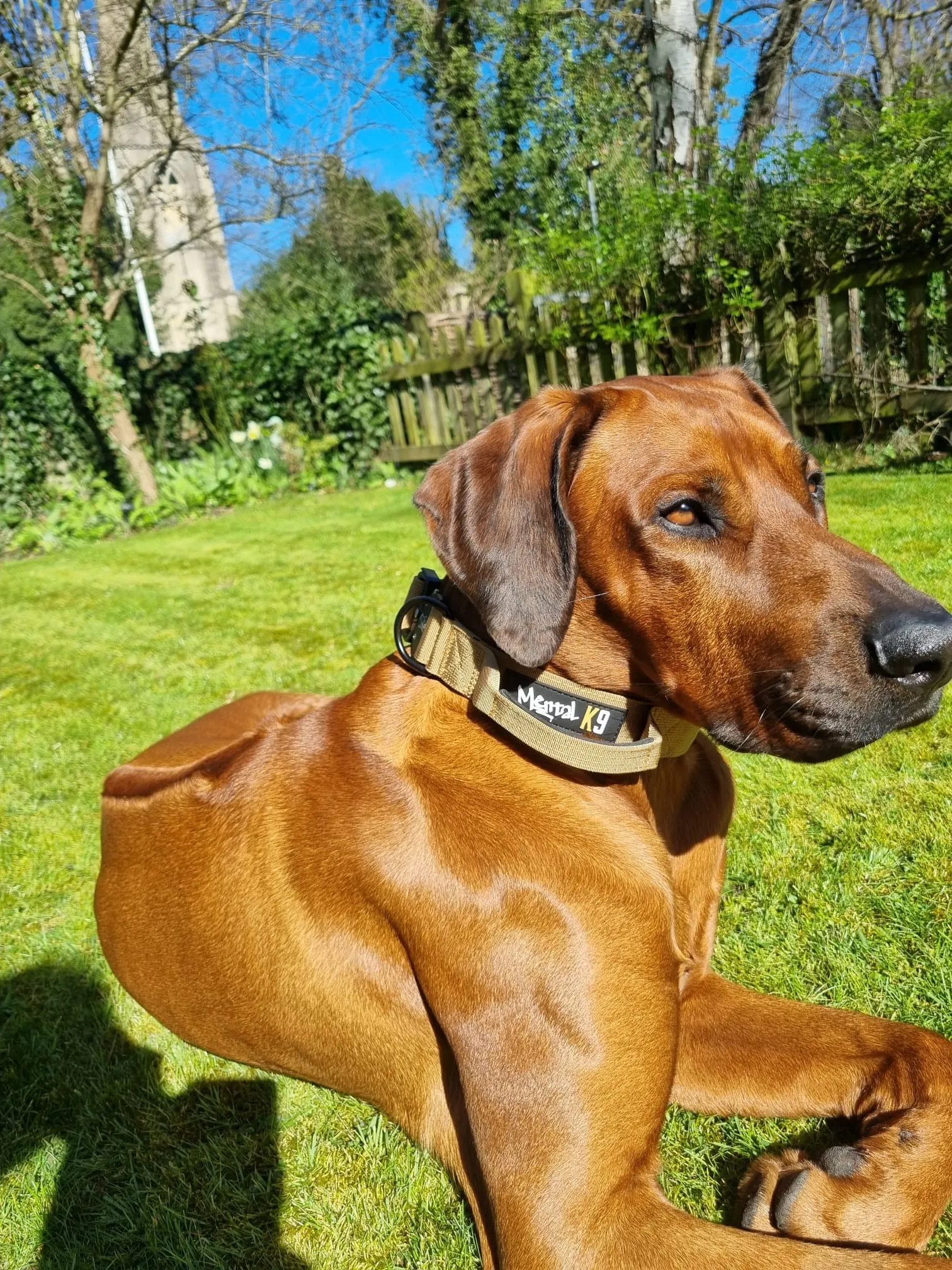 Mental K9 Combat Dog Collar