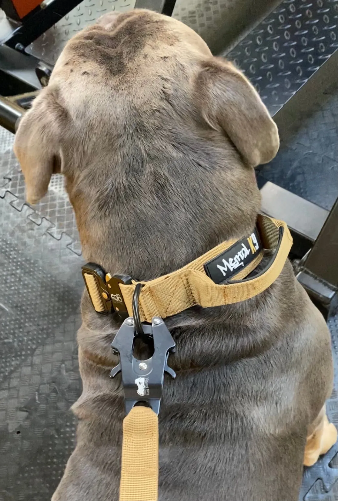 Mental K9 Combat Dog Collar