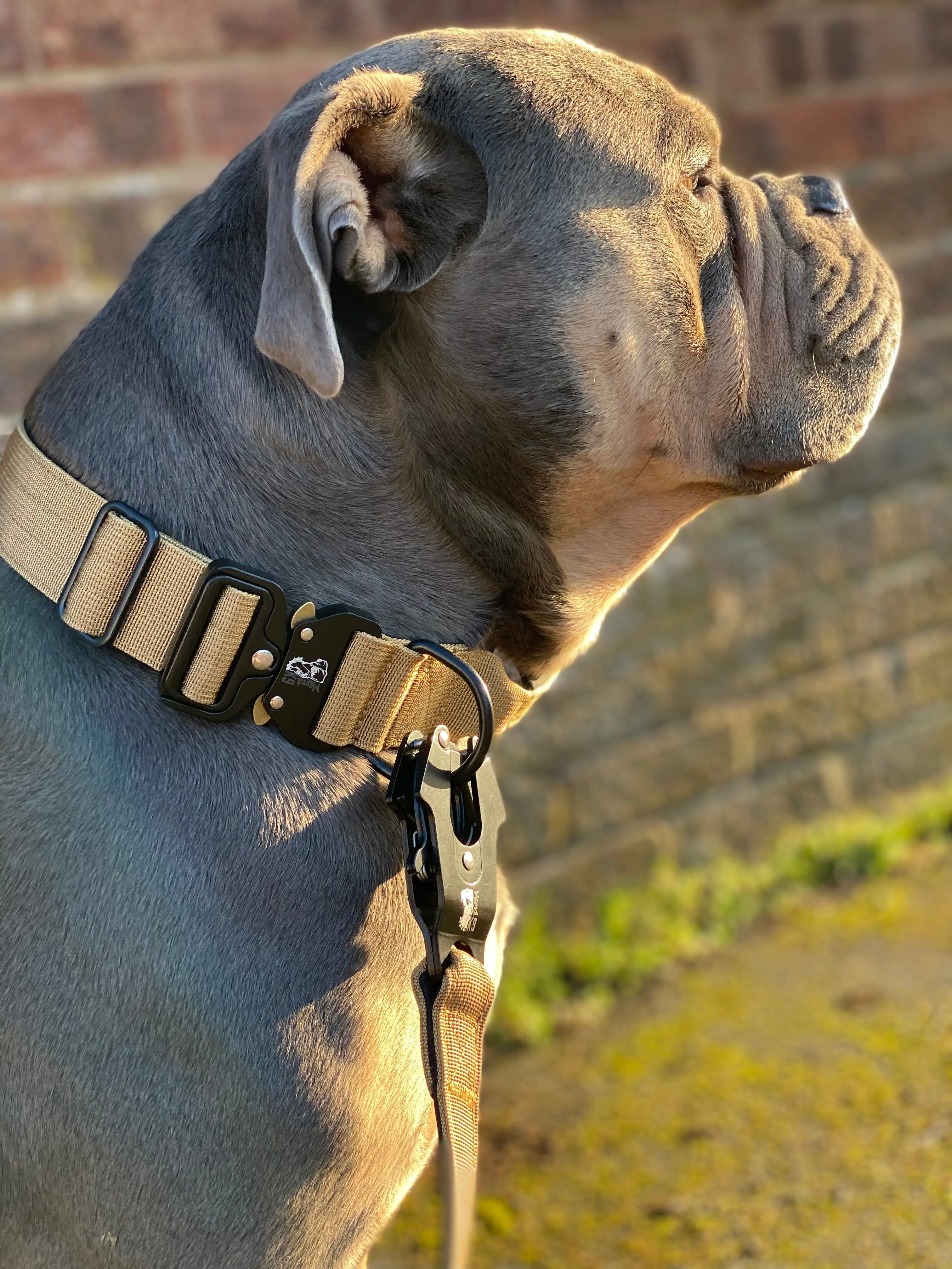 Mental K9 Combat Dog Collar