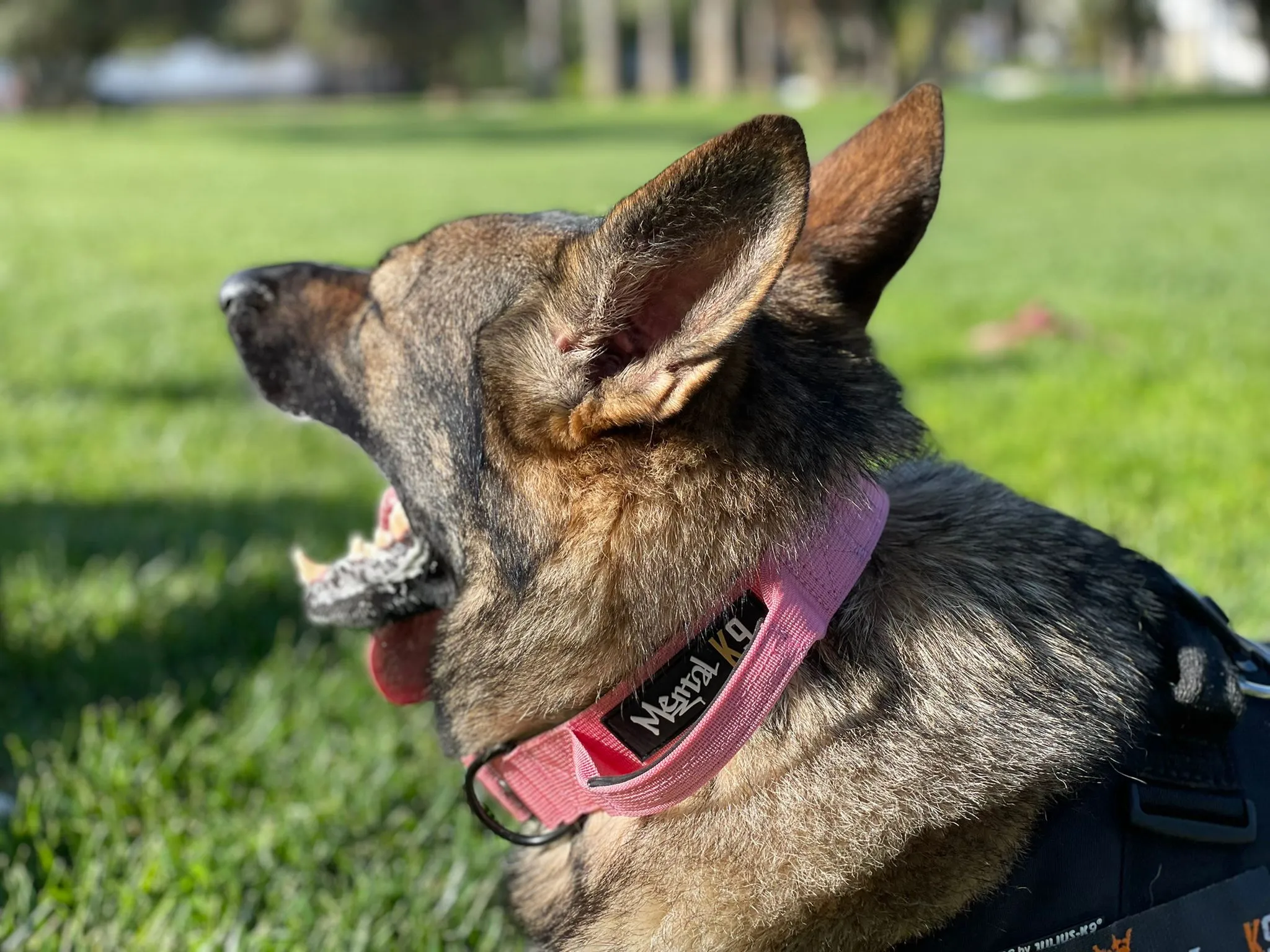 Mental K9 Combat Dog Collar