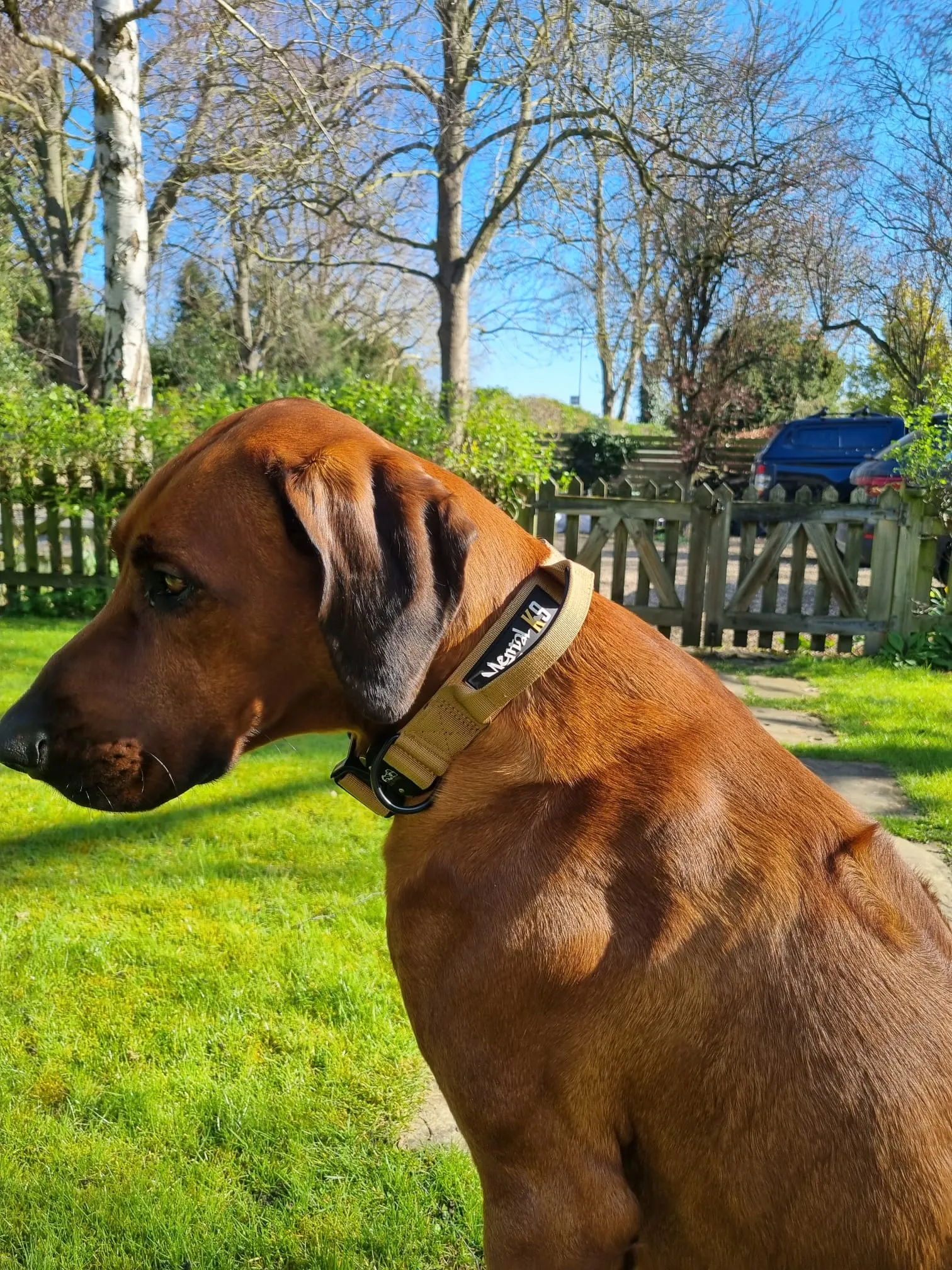 Mental K9 Combat Dog Collar