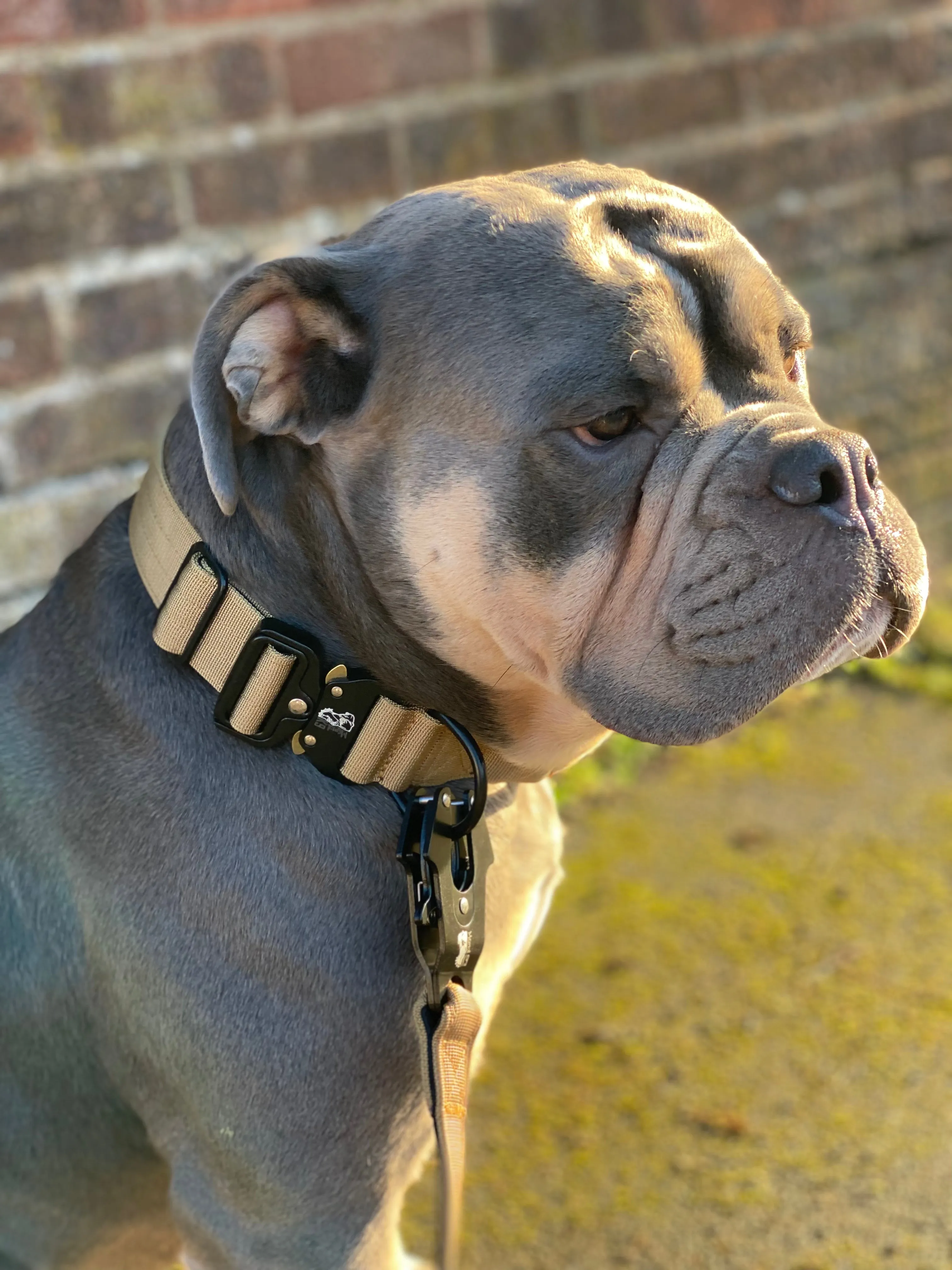 Mental K9 Combat Dog Collar