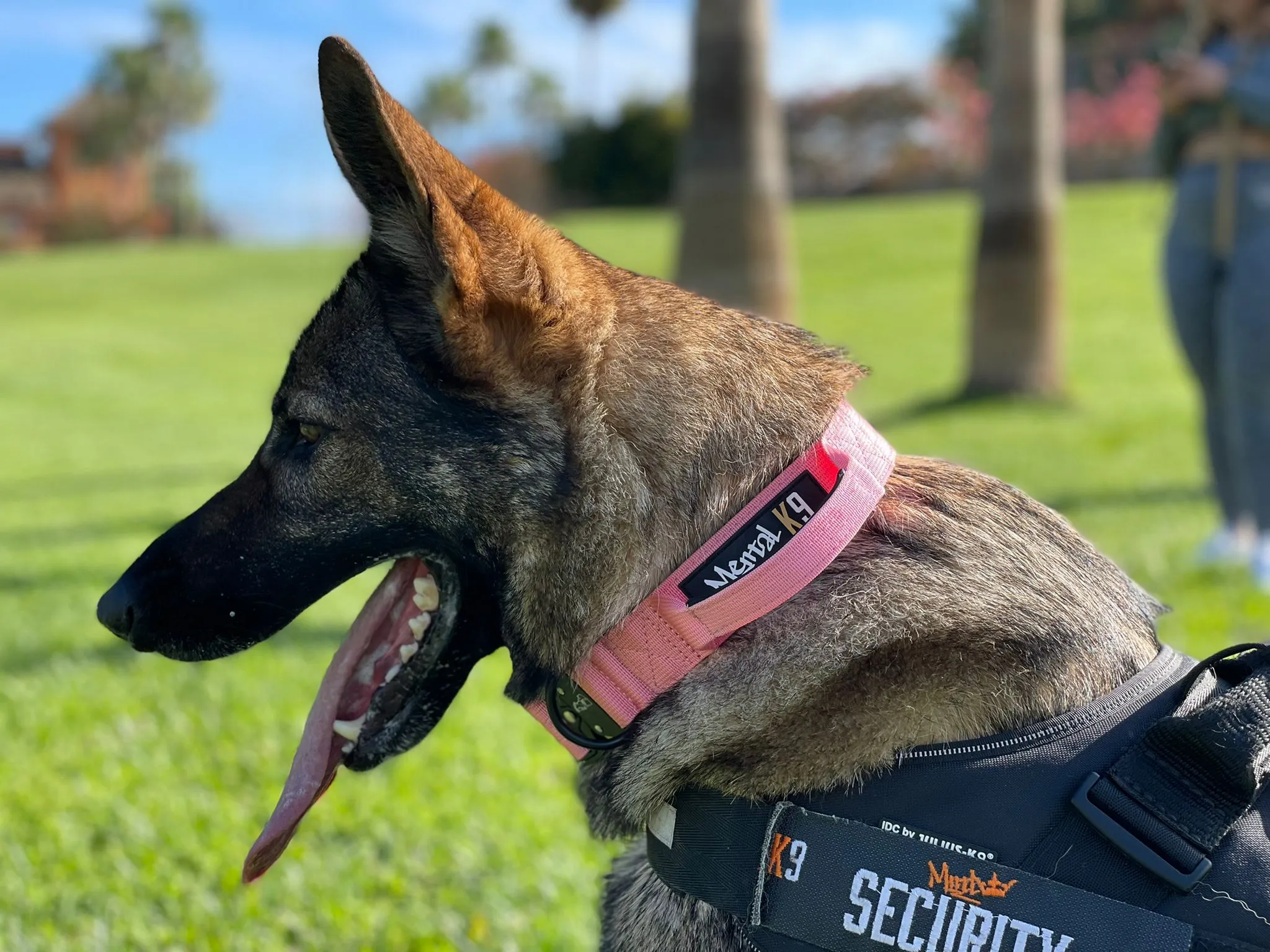 Mental K9 Combat Dog Collar